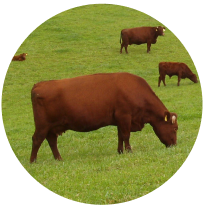 あおもり短角和牛